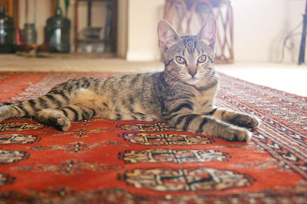A young tabby comfortably lays on a vintage kilim rug