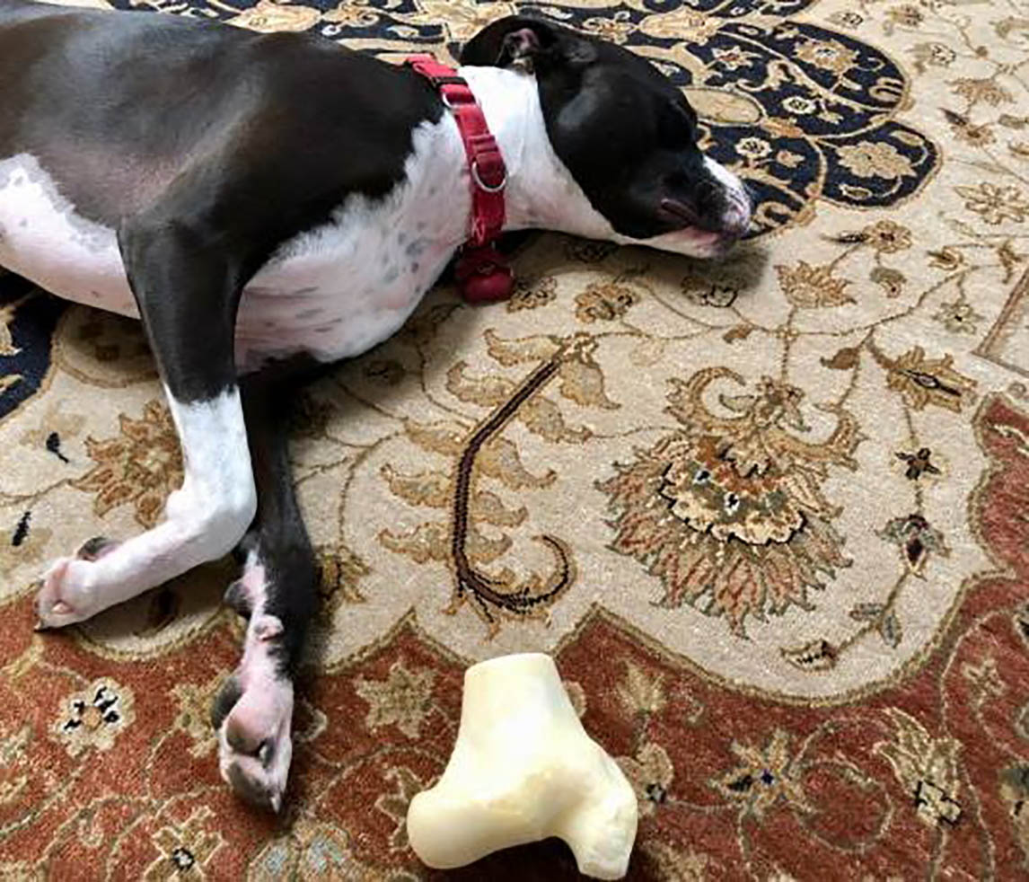 Jake resting on large rug area with his chew bone.